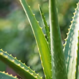 Freshly cut aloe leaf