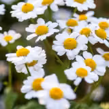 Little chamomile flowers, where bisabolol comes from